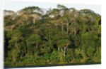 Rainforest in Soberania National Park by Anonymous