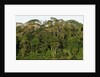 Rainforest in Soberania National Park by Anonymous