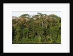 Rainforest in Soberania National Park by Anonymous