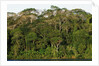 Rainforest in Soberania National Park by Anonymous