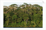 Rainforest in Soberania National Park by Anonymous