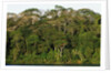 Rainforest in Soberania National Park by Anonymous