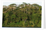 Rainforest in Soberania National Park by Anonymous