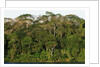 Rainforest in Soberania National Park by Anonymous