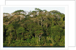 Rainforest in Soberania National Park by Anonymous