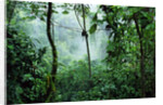 Mist Rising in Rainforest by Anonymous