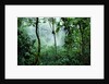 Mist Rising in Rainforest by Anonymous