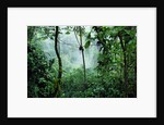 Mist Rising in Rainforest by Anonymous