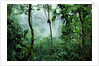 Mist Rising in Rainforest by Anonymous