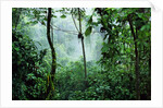 Mist Rising in Rainforest by Anonymous