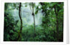 Mist Rising in Rainforest by Anonymous