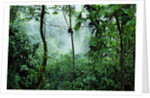 Mist Rising in Rainforest by Anonymous