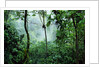 Mist Rising in Rainforest by Anonymous
