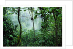 Mist Rising in Rainforest by Anonymous