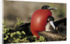 Courtship Display of Frigate Birds by Anonymous