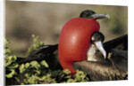 Courtship Display of Frigate Birds by Anonymous