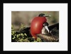 Courtship Display of Frigate Birds by Anonymous