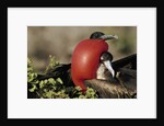 Courtship Display of Frigate Birds by Anonymous