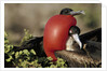 Courtship Display of Frigate Birds by Anonymous