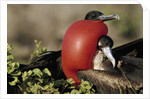 Courtship Display of Frigate Birds by Anonymous