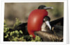 Courtship Display of Frigate Birds by Anonymous