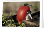 Courtship Display of Frigate Birds by Anonymous