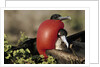 Courtship Display of Frigate Birds by Anonymous