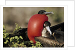 Courtship Display of Frigate Birds by Anonymous