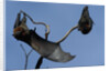 Grey Headed Flying Foxes On Branch by Anonymous