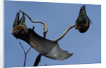Grey Headed Flying Foxes On Branch by Anonymous