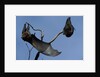 Grey Headed Flying Foxes On Branch by Anonymous