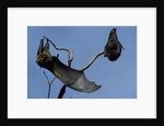 Grey Headed Flying Foxes On Branch by Anonymous