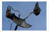 Grey Headed Flying Foxes On Branch by Anonymous