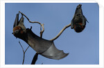 Grey Headed Flying Foxes On Branch by Anonymous