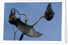 Grey Headed Flying Foxes On Branch by Anonymous