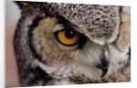 Eye of a Great Horned Owl by Anonymous