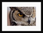 Eye of a Great Horned Owl by Anonymous