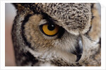 Eye of a Great Horned Owl by Anonymous