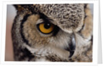 Eye of a Great Horned Owl by Anonymous
