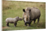 White Rhinoceros With Calf by Anonymous