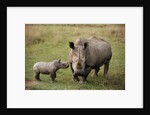 White Rhinoceros With Calf by Anonymous