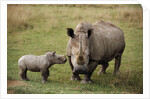 White Rhinoceros With Calf by Anonymous