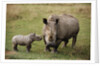 White Rhinoceros With Calf by Anonymous