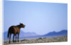 Wild Horse Calling in Namib-Naukluft Park by Anonymous