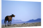 Wild Horse Calling in Namib-Naukluft Park by Anonymous