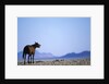 Wild Horse Calling in Namib-Naukluft Park by Anonymous