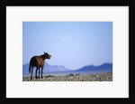 Wild Horse Calling in Namib-Naukluft Park by Anonymous