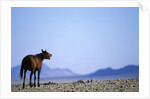 Wild Horse Calling in Namib-Naukluft Park by Anonymous
