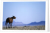 Wild Horse Calling in Namib-Naukluft Park by Anonymous