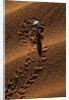 Beetle Crawling Along Sand Dune in Namibia by Anonymous